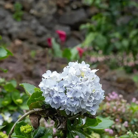 Quinta 4* Sao Roque (Sao Miguel)