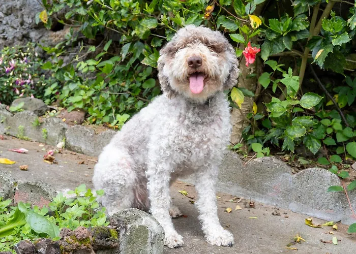 Πανσιόν Quinta São Roque