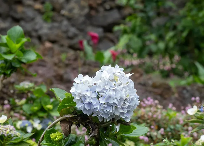 Quinta 4* Sao Roque (Sao Miguel)