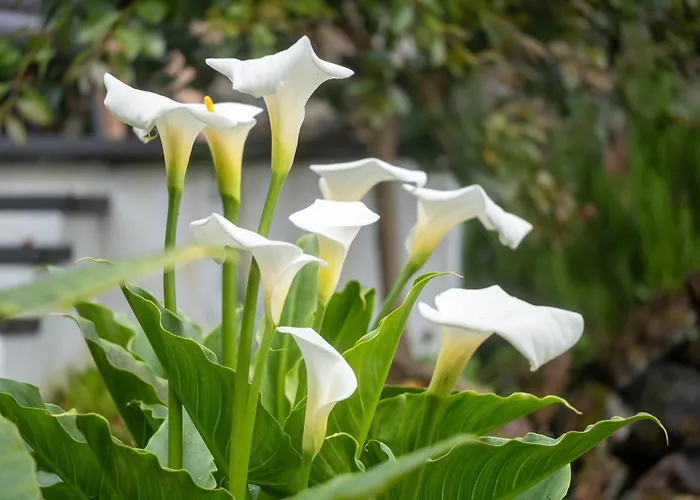 Πανσιόν Quinta